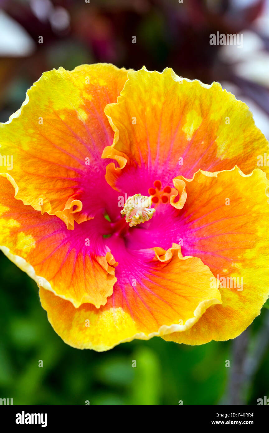 CHINESISCHEN HIBISKUS; Hula-Mädchen; HIBISKUS ROSA; Kalapaki Bay; Kauai; Hawaii; USA Stockfoto