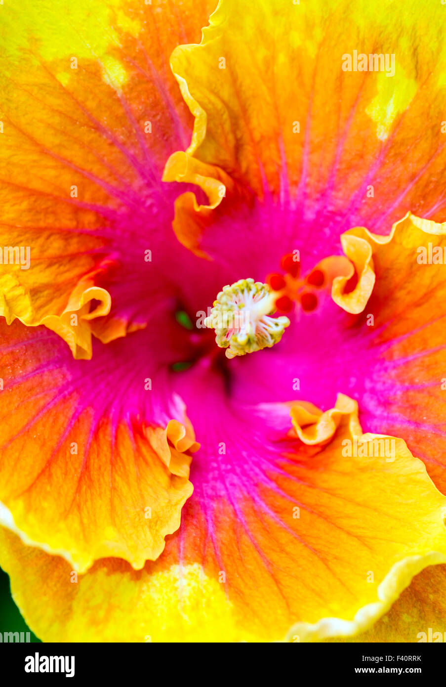 CHINESISCHEN HIBISKUS; Hula-Mädchen; HIBISKUS ROSA; Kalapaki Bay; Kauai; Hawaii; USA Stockfoto