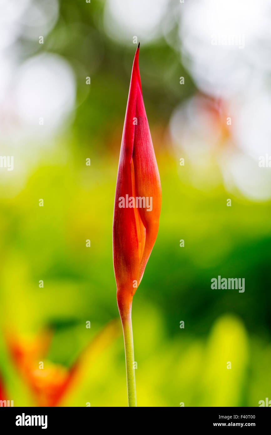 HELICONIA; HELICONIA PSITTACORUM "RUBRA"; Kalapaki Bay; Kauai; Hawaii; USA Stockfoto