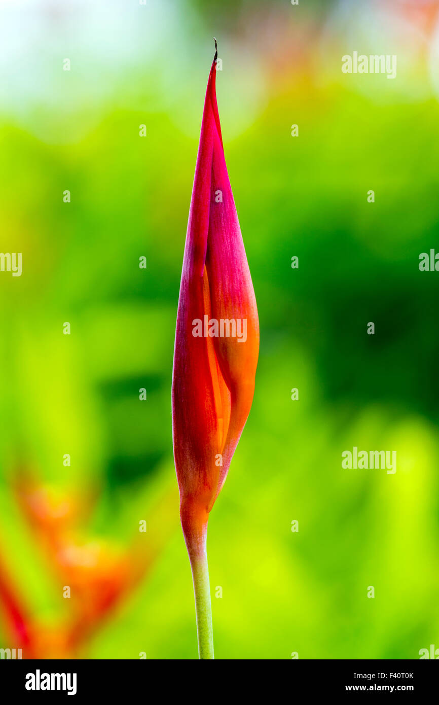 HELICONIA; HELICONIA PSITTACORUM "RUBRA"; Kalapaki Bay; Kauai; Hawaii; USA Stockfoto