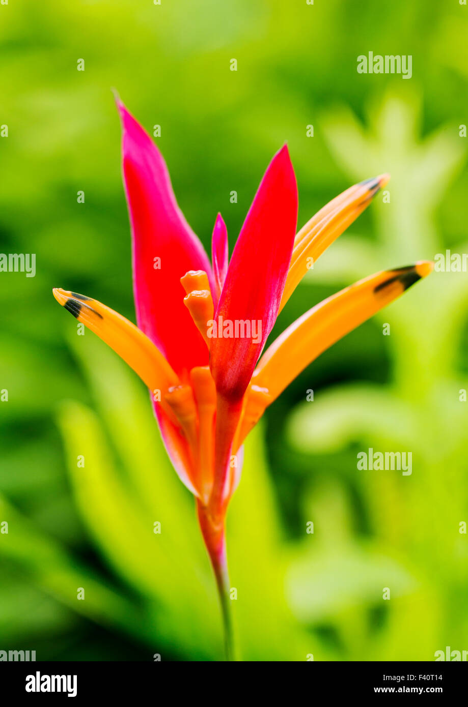 HELICONIA; HELICONIA PSITTACORUM "RUBRA"; Kalapaki Bay; Kauai; Hawaii; USA Stockfoto