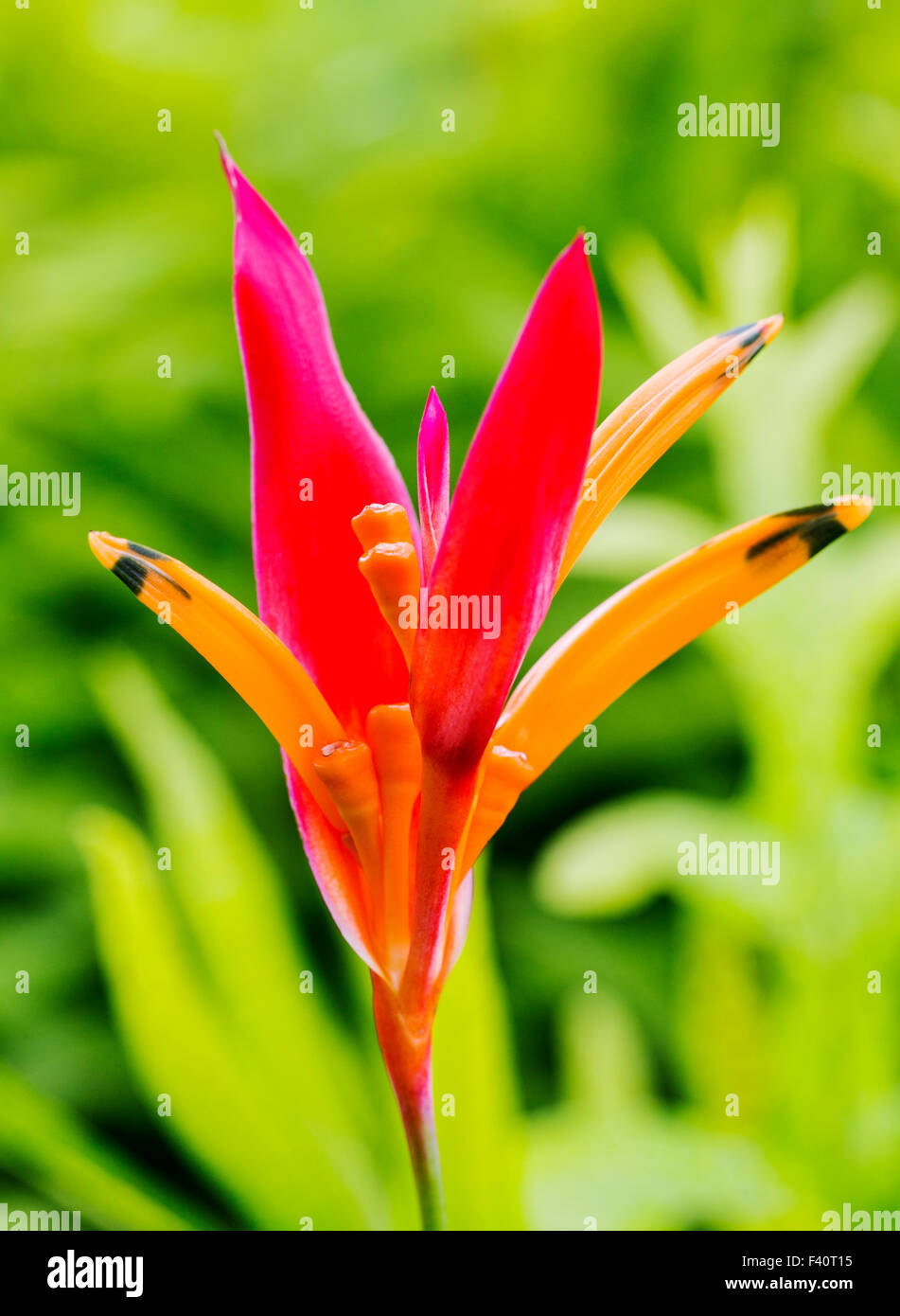 HELICONIA; HELICONIA PSITTACORUM "RUBRA"; Kalapaki Bay; Kauai; Hawaii; USA Stockfoto