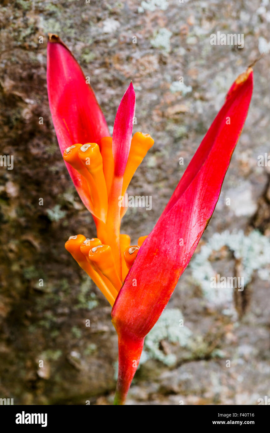 HELICONIA; HELICONIA PSITTACORUM "RUBRA"; Kalapaki Bay; Kauai; Hawaii; USA Stockfoto