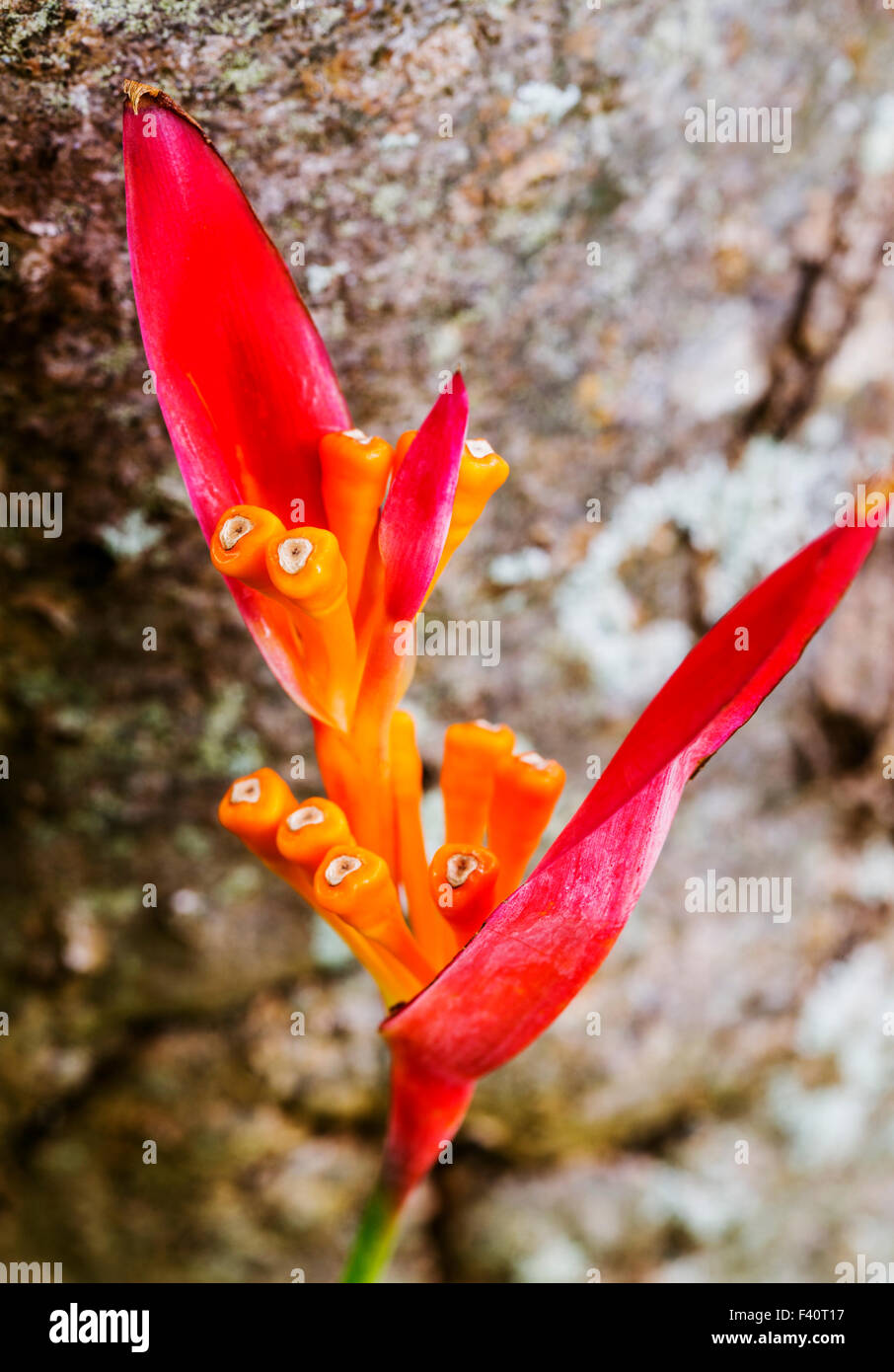 HELICONIA; HELICONIA PSITTACORUM "RUBRA"; Kalapaki Bay; Kauai; Hawaii; USA Stockfoto