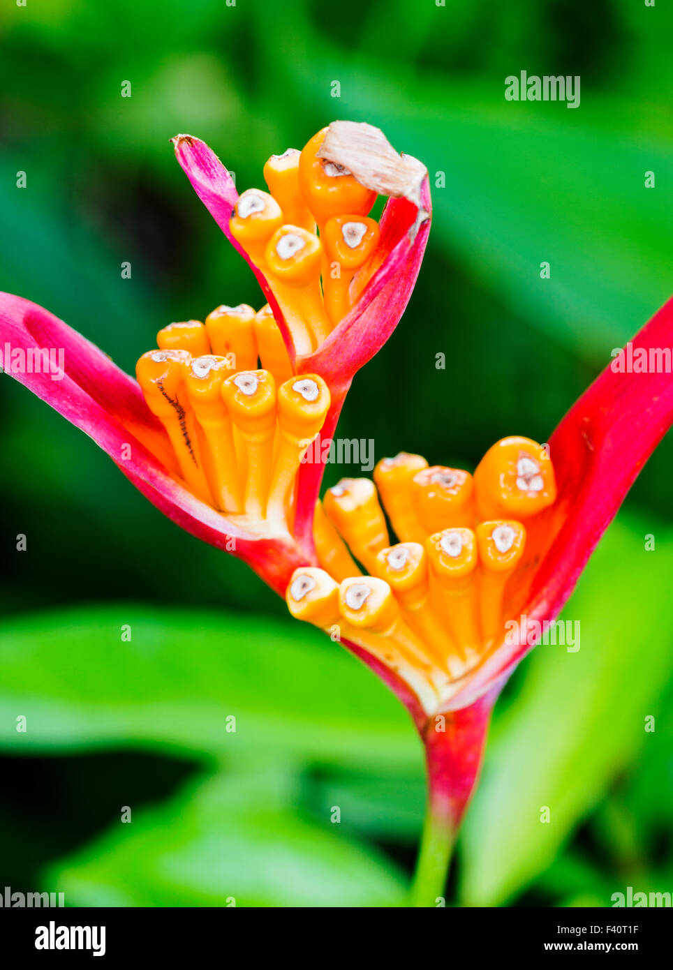 HELICONIA; HELICONIA PSITTACORUM "RUBRA"; Kalapaki Bay; Kauai; Hawaii; USA Stockfoto