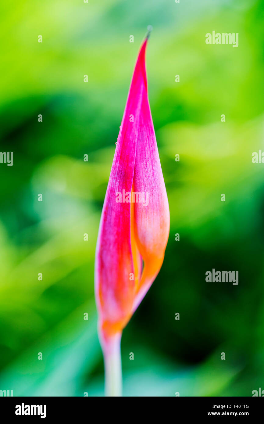 HELICONIA; HELICONIA PSITTACORUM "RUBRA"; Kalapaki Bay; Kauai; Hawaii; USA Stockfoto