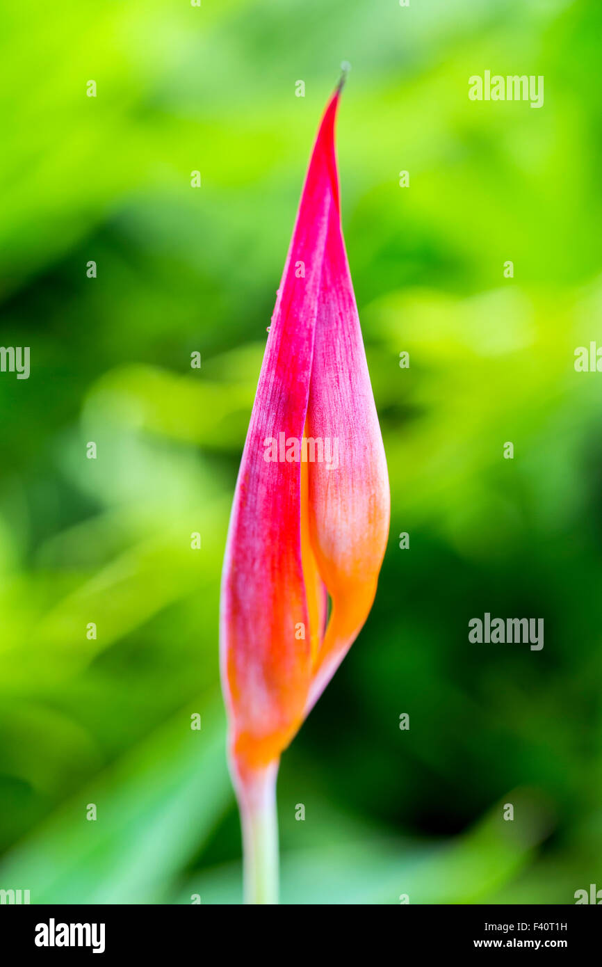HELICONIA; HELICONIA PSITTACORUM "RUBRA"; Kalapaki Bay; Kauai; Hawaii; USA Stockfoto