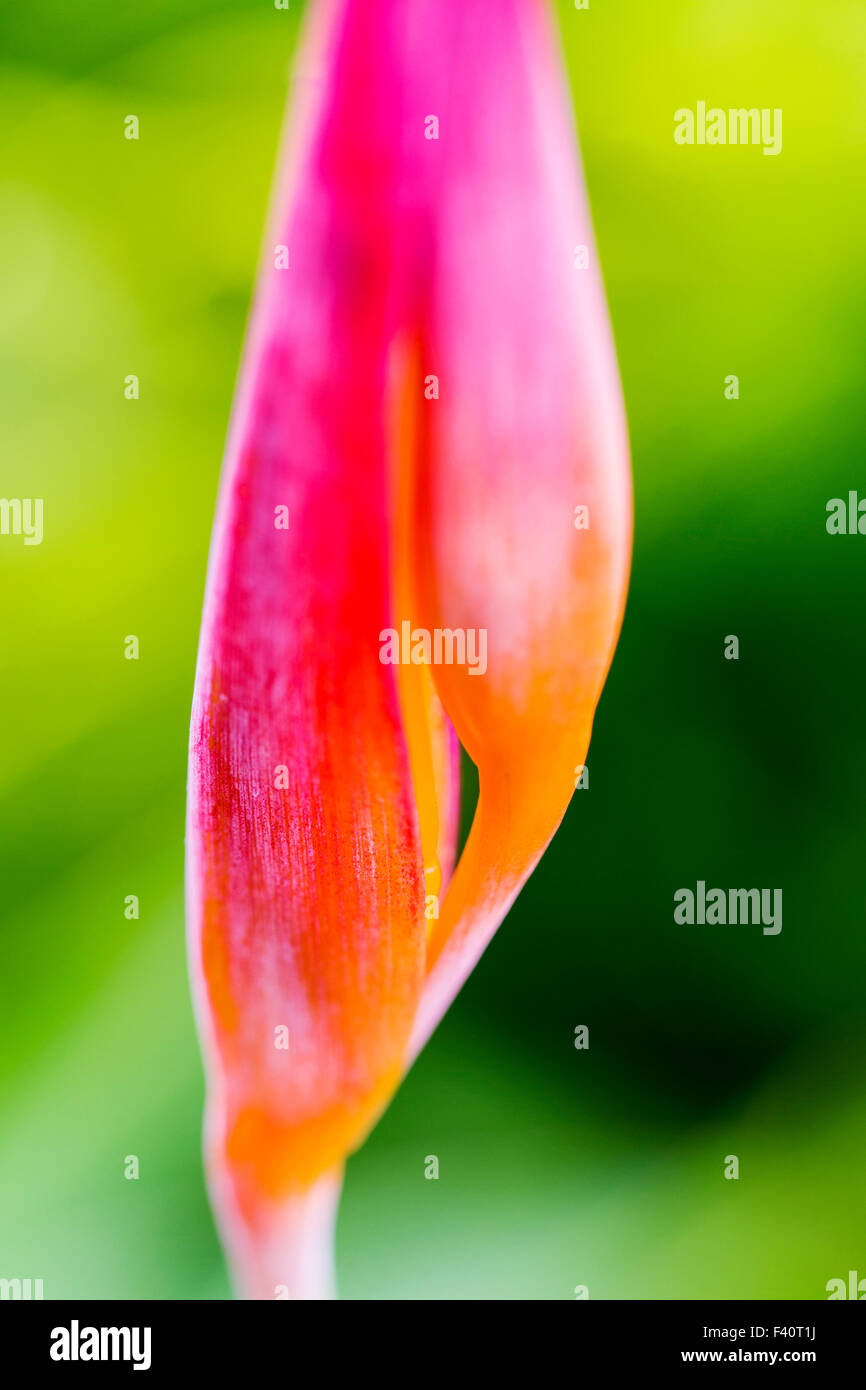 HELICONIA; HELICONIA PSITTACORUM "RUBRA"; Kalapaki Bay; Kauai; Hawaii; USA Stockfoto