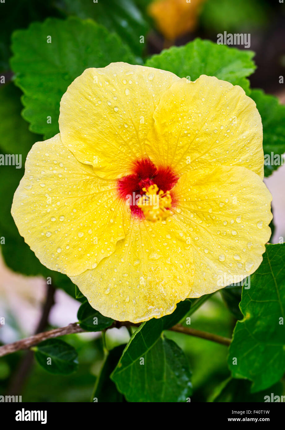 Hawaiian Hibiscus; Gelber Hibiskus; Hibiskus Brackenridgei