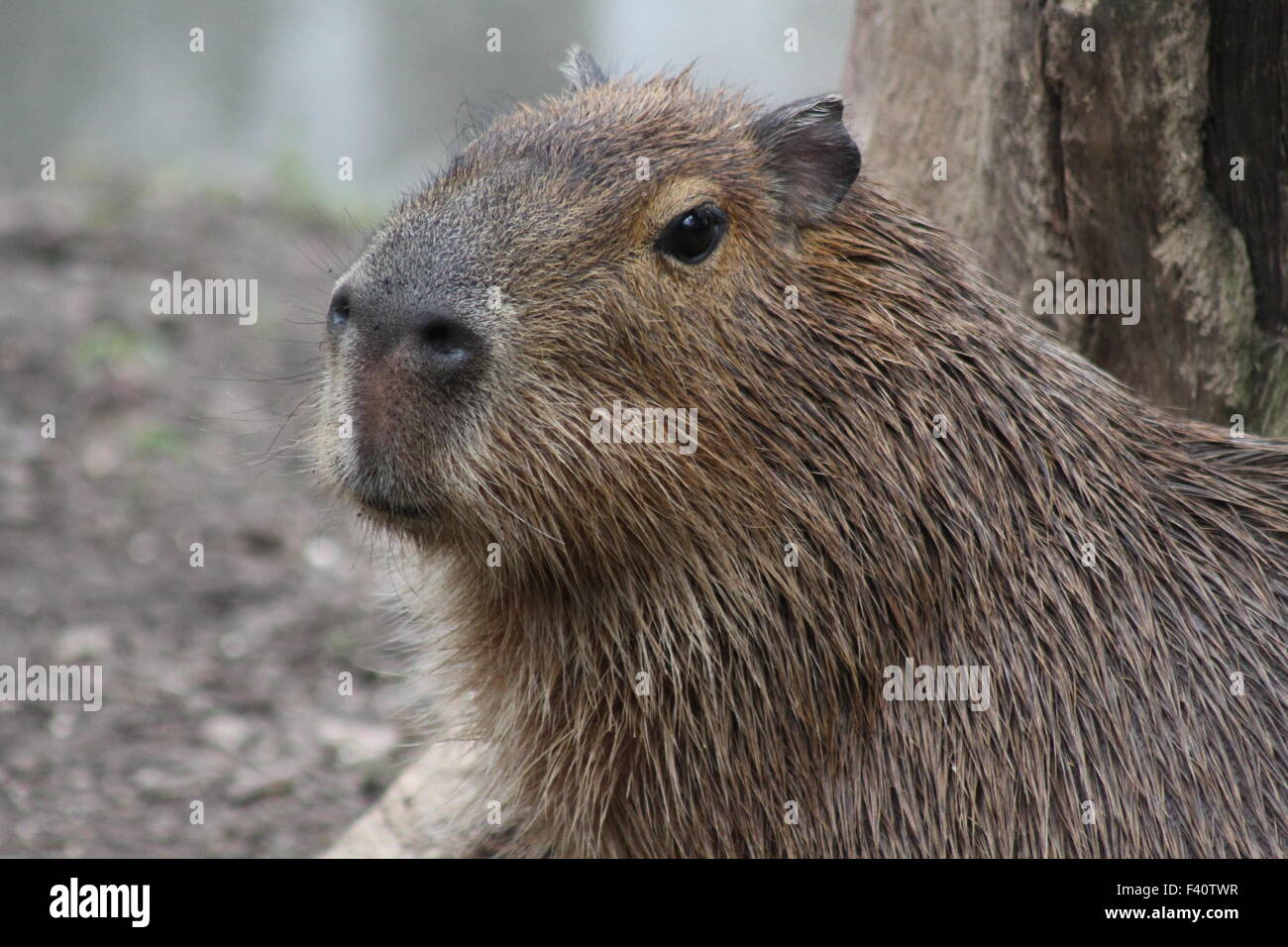 Capybara Stockfoto
