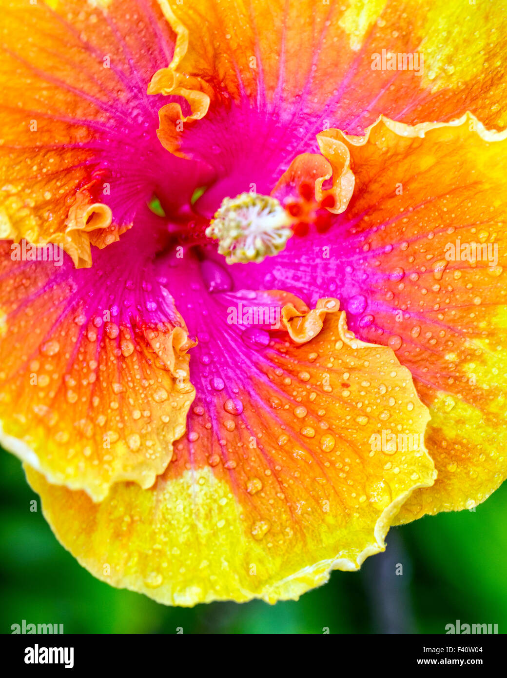 Regentropfen; CHINESISCHEN HIBISKUS; Hula-Mädchen; HIBISKUS ROSA; Kalapaki Bay, Kaua ' i, Hawaii, USA Stockfoto