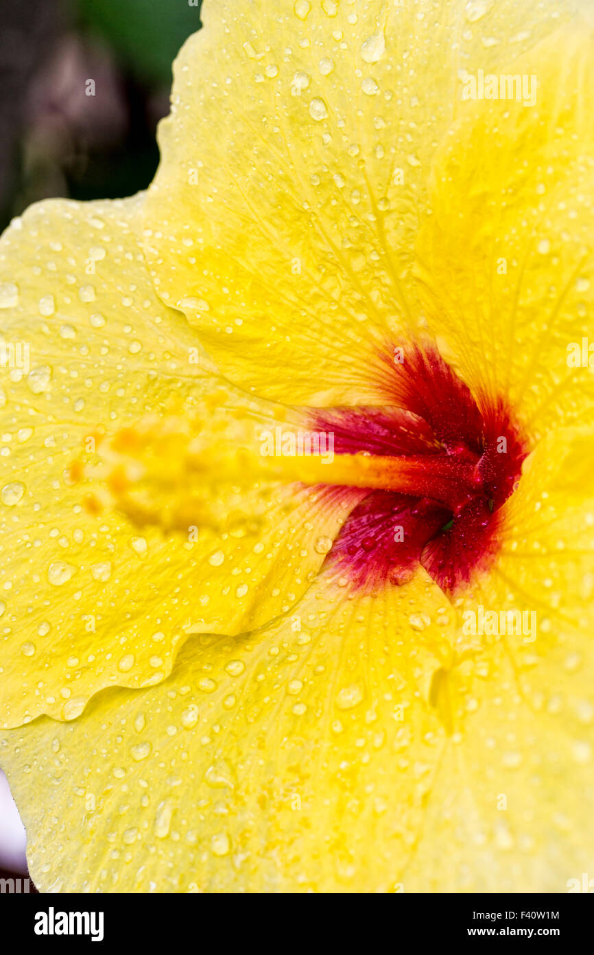 Regentropfen; Hawaiian Hibiscus; Gelber Hibiskus; Hibiskus Brackenridgei; Zustandblume von Hawaii; PUA Aloalo; ma'o Hau hele Stockfoto
