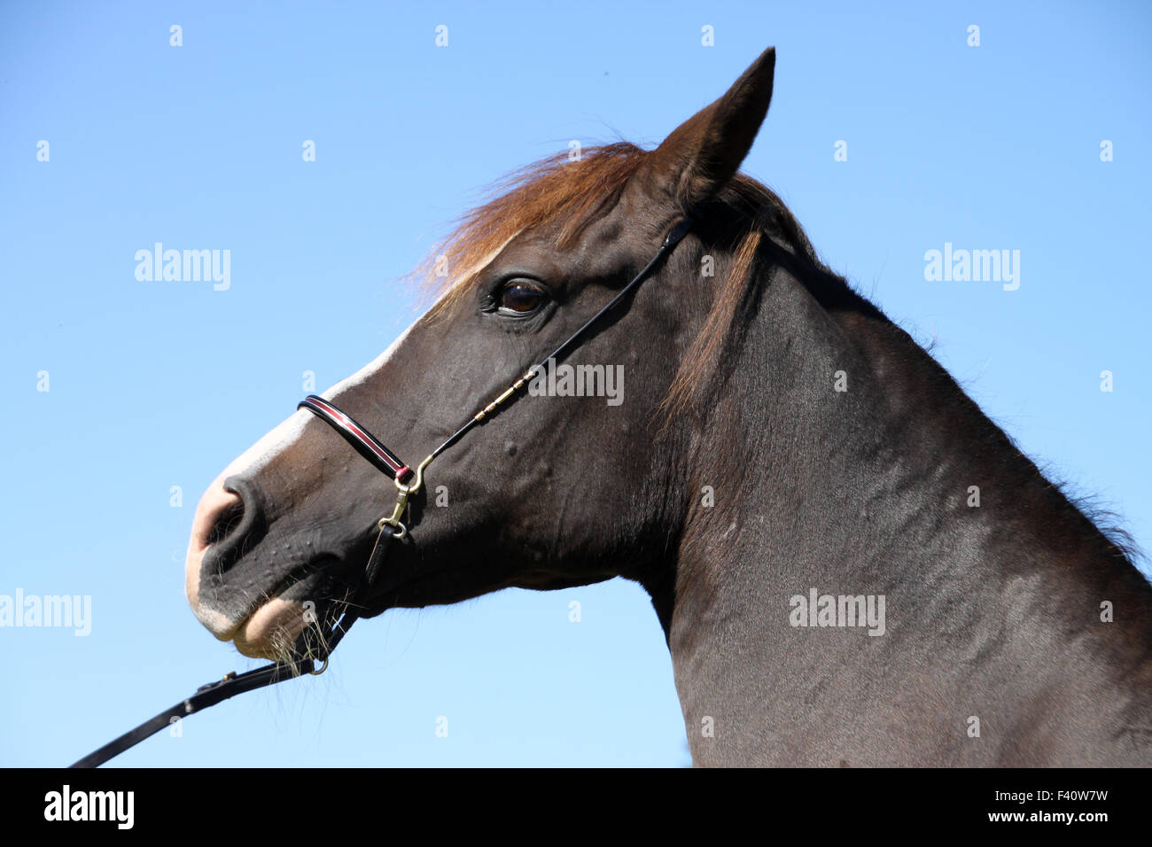 Arabisches Pferd Stockfoto