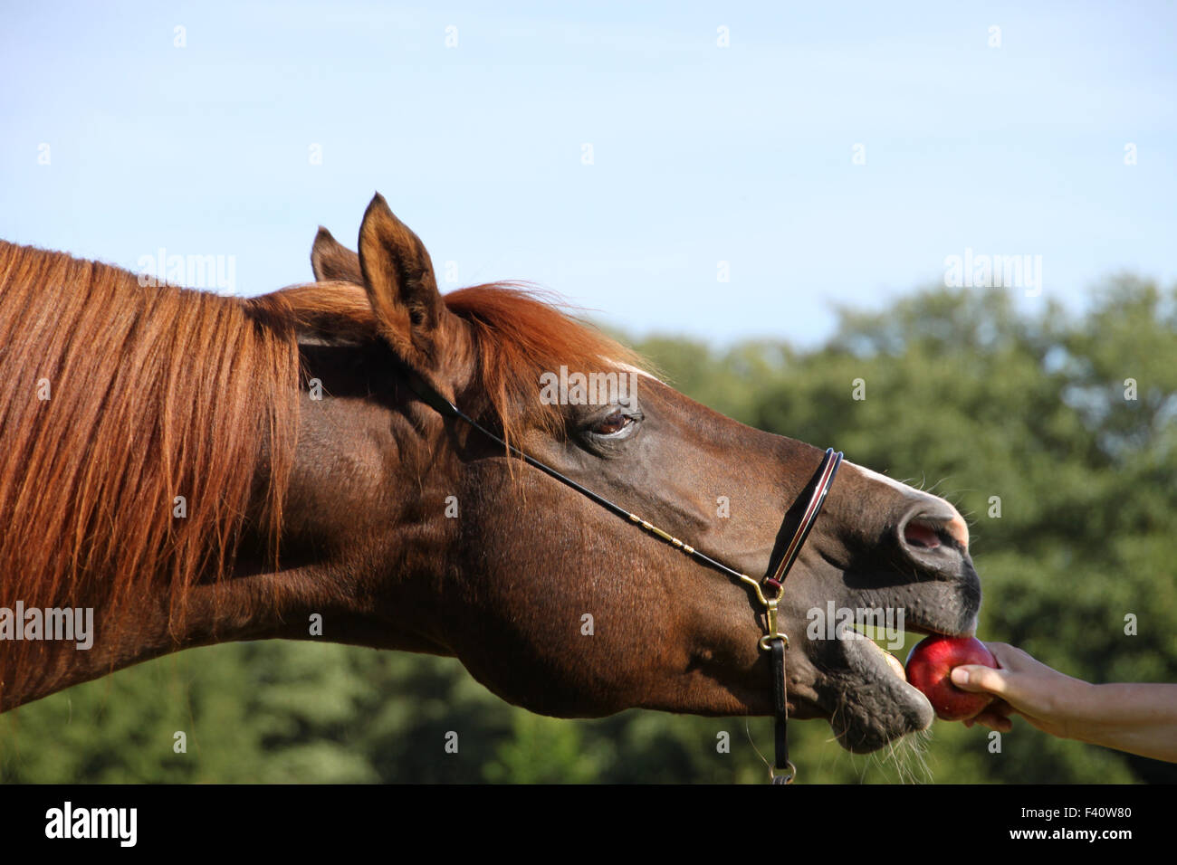 Arabisches Pferd Stockfoto