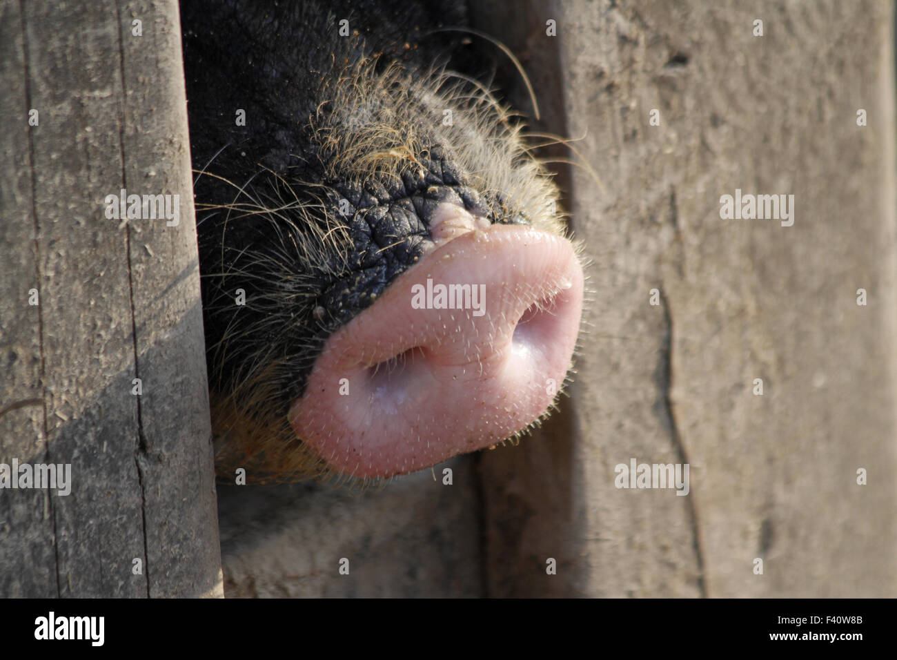 Hausschwein Stockfoto