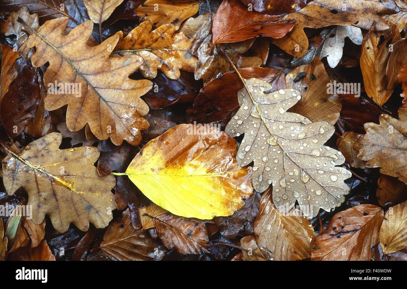 Herbst, Blätter, Blatt, Stockfoto
