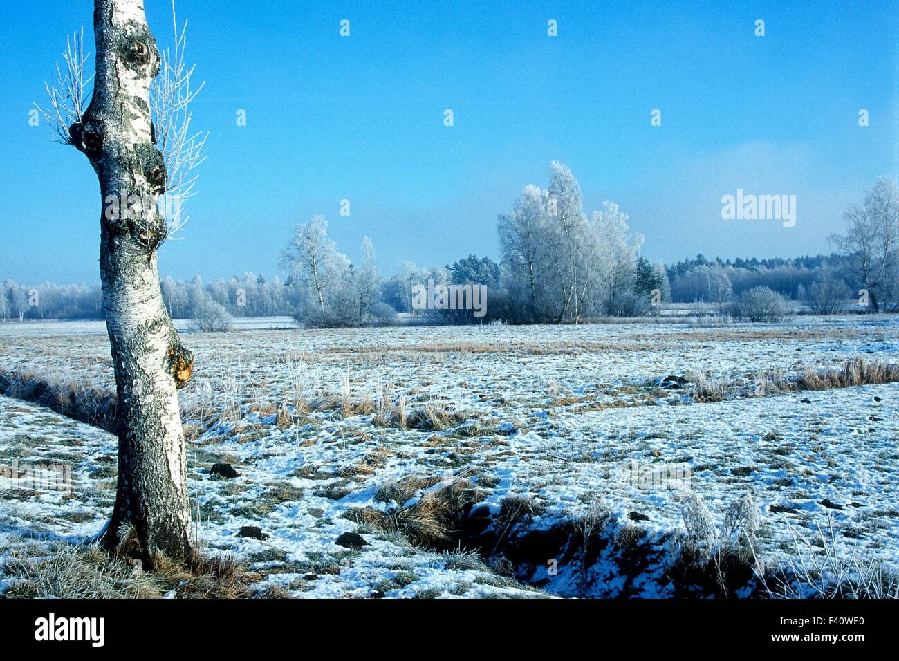 Winter Landschaft Pfrunger Ried Oberschwaben Stockfoto