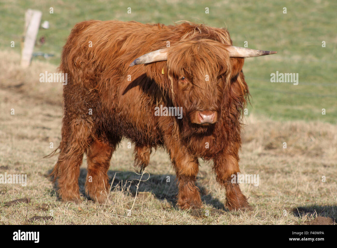 Montane Rinder Robuste rinder -Fotos und -Bildmaterial in hoher Auflösung – Alamy