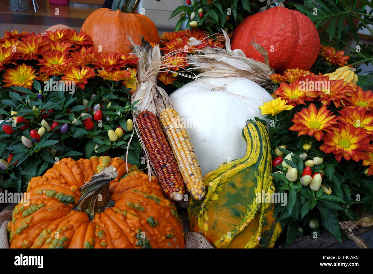 Herbst Kürbis Anzeige Stockfoto