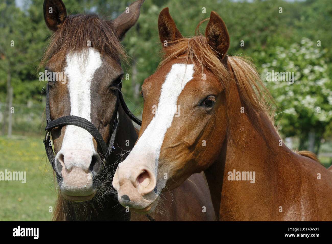 Arabische Pferde Stockfoto