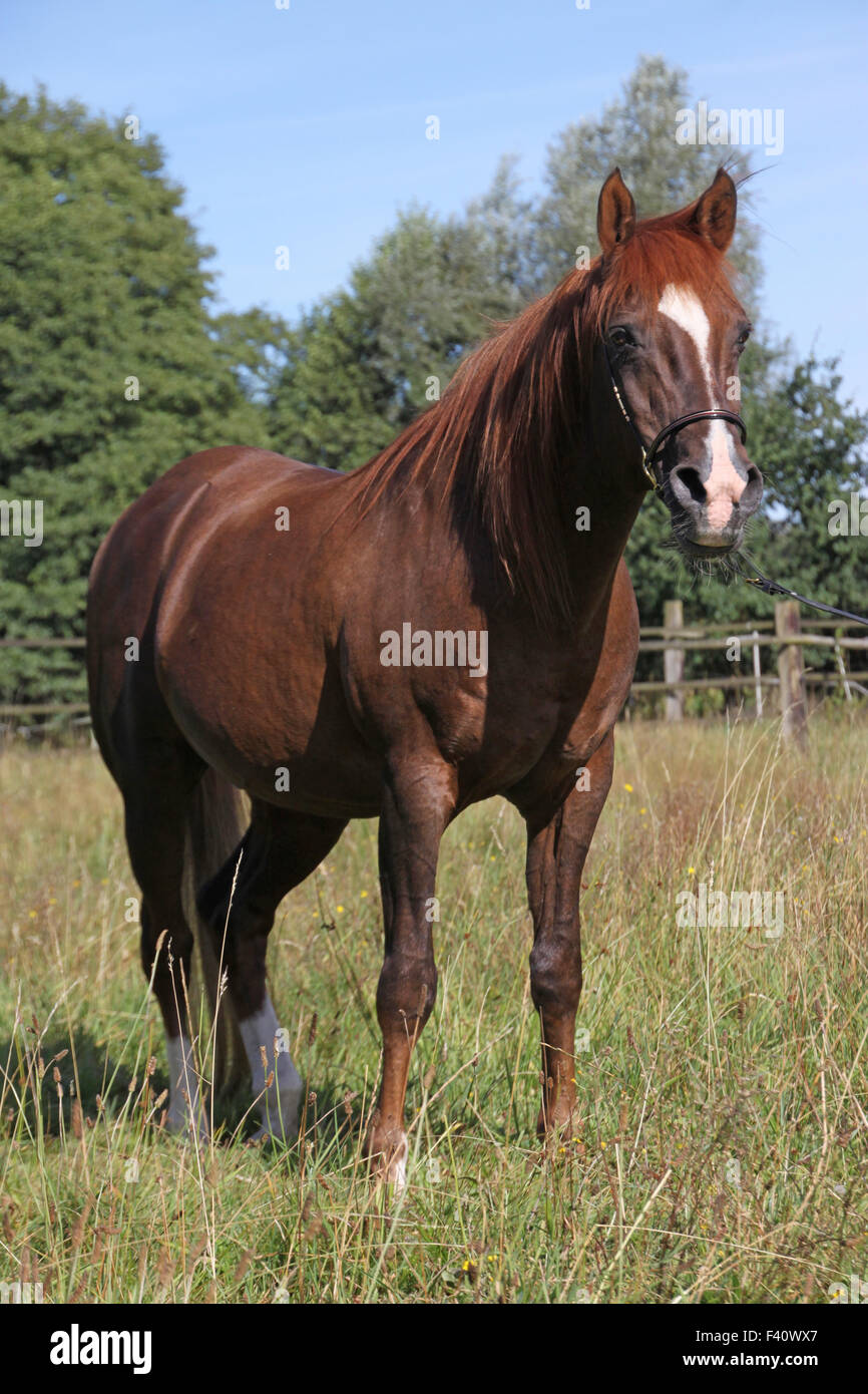 Arabisches Pferd Stockfoto
