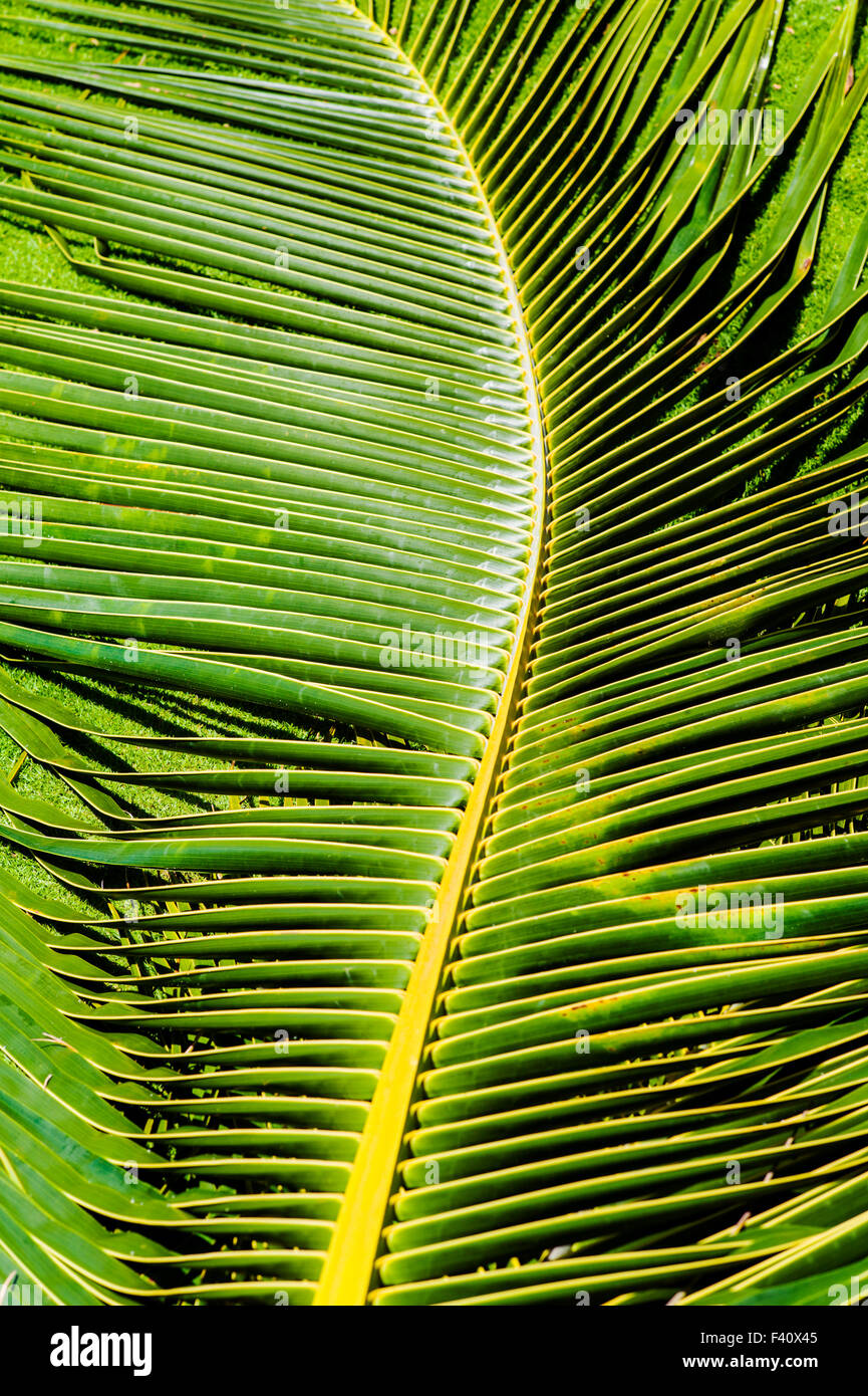 Abstrakte Grafikansicht der Palmwedel, Kaua'i Marriott Resort; Kalapaki Bay, Kaua ' i, Hawaii, USA Stockfoto