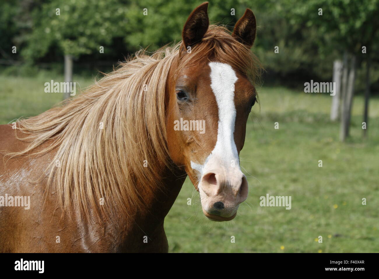 Arabisches Pferd Stockfoto