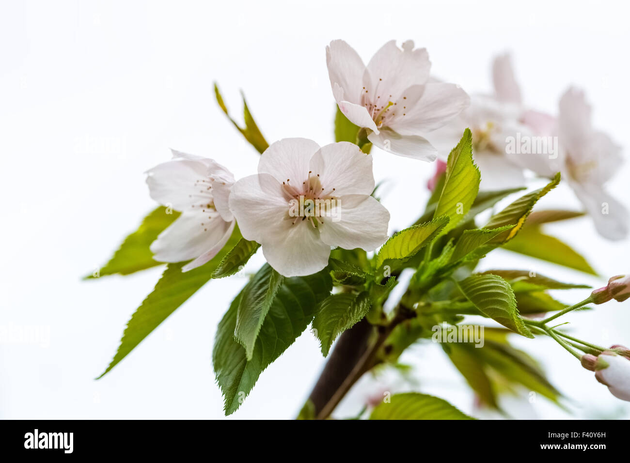 Birne Blume auf weiß Stockfoto
