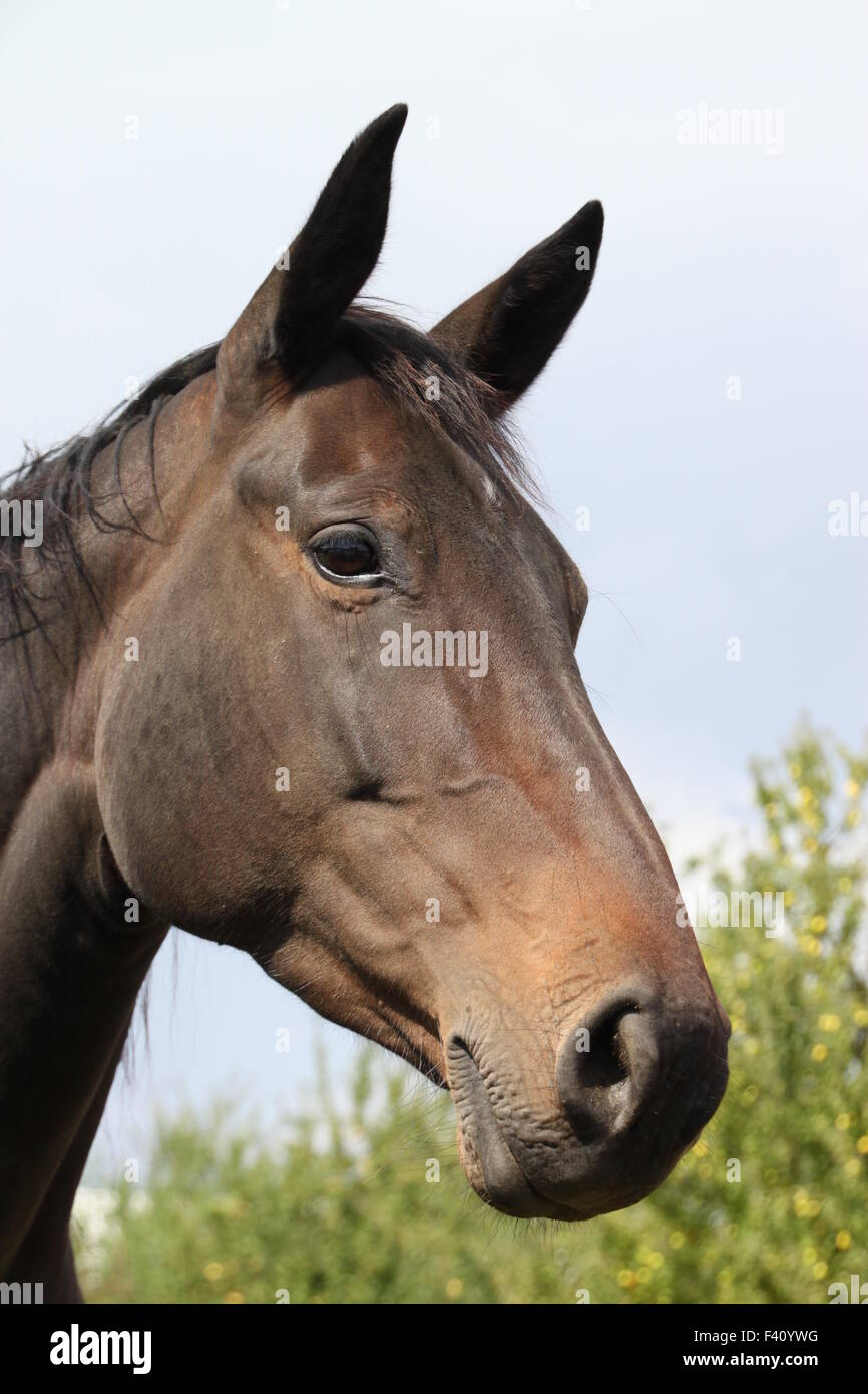 Arabisches Pferd Stockfoto