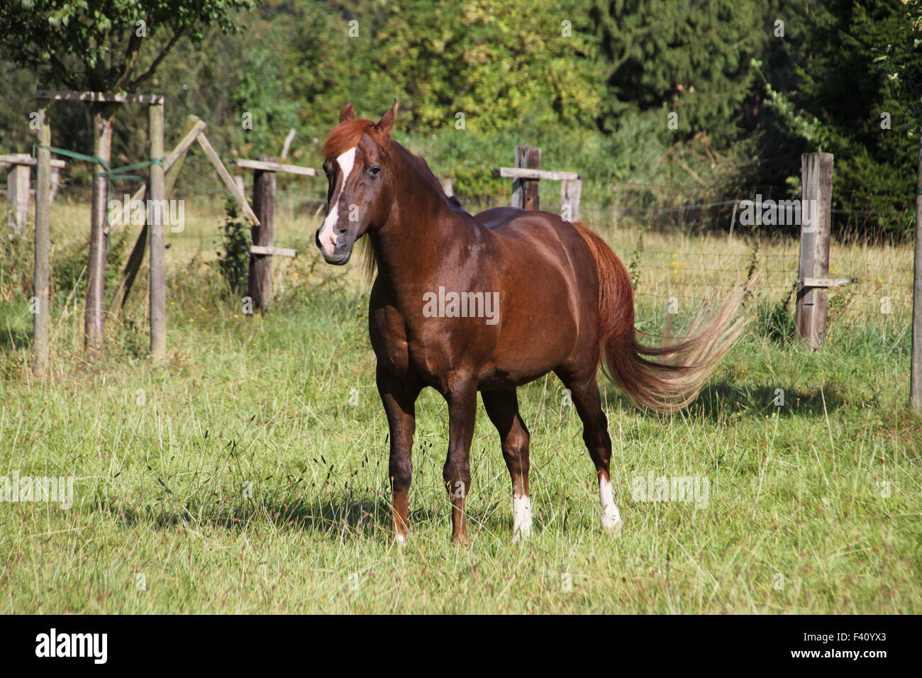 Arabisches Pferd Stockfoto