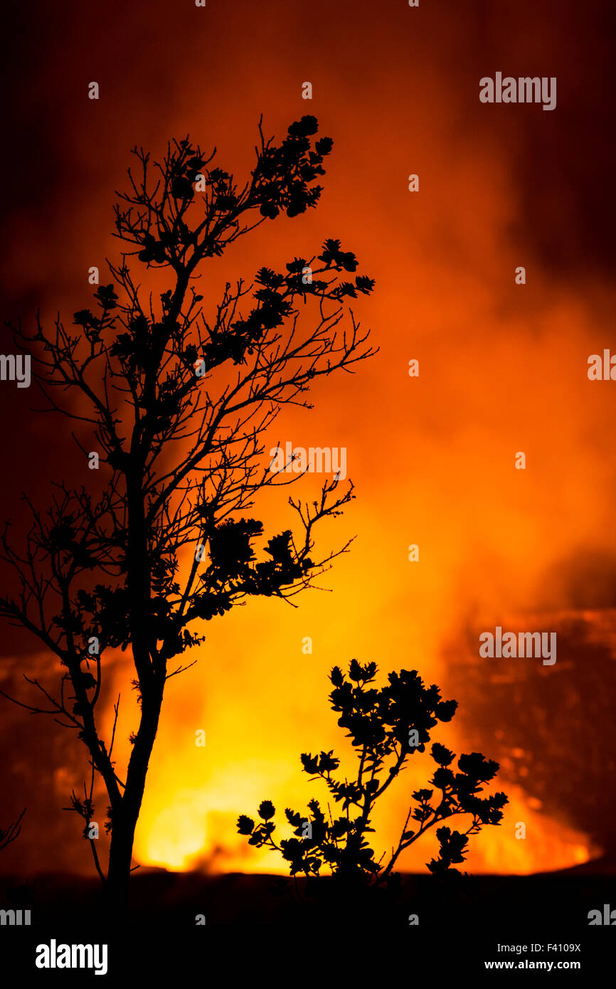 Baum in der Silhouette bei Dämmerung, glühende Lava, Kilaueea Caldera Vulkan, Hawai ' i Volcanoes National Park, Big Island, Hawaii, USA Stockfoto