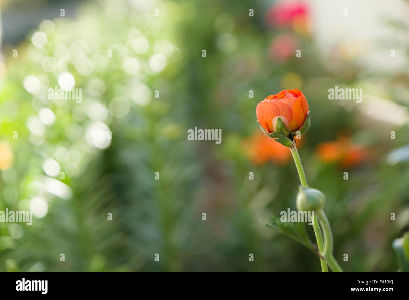 schöne Blume von einer roten Rose in einer grünen Umgebung Stockfoto