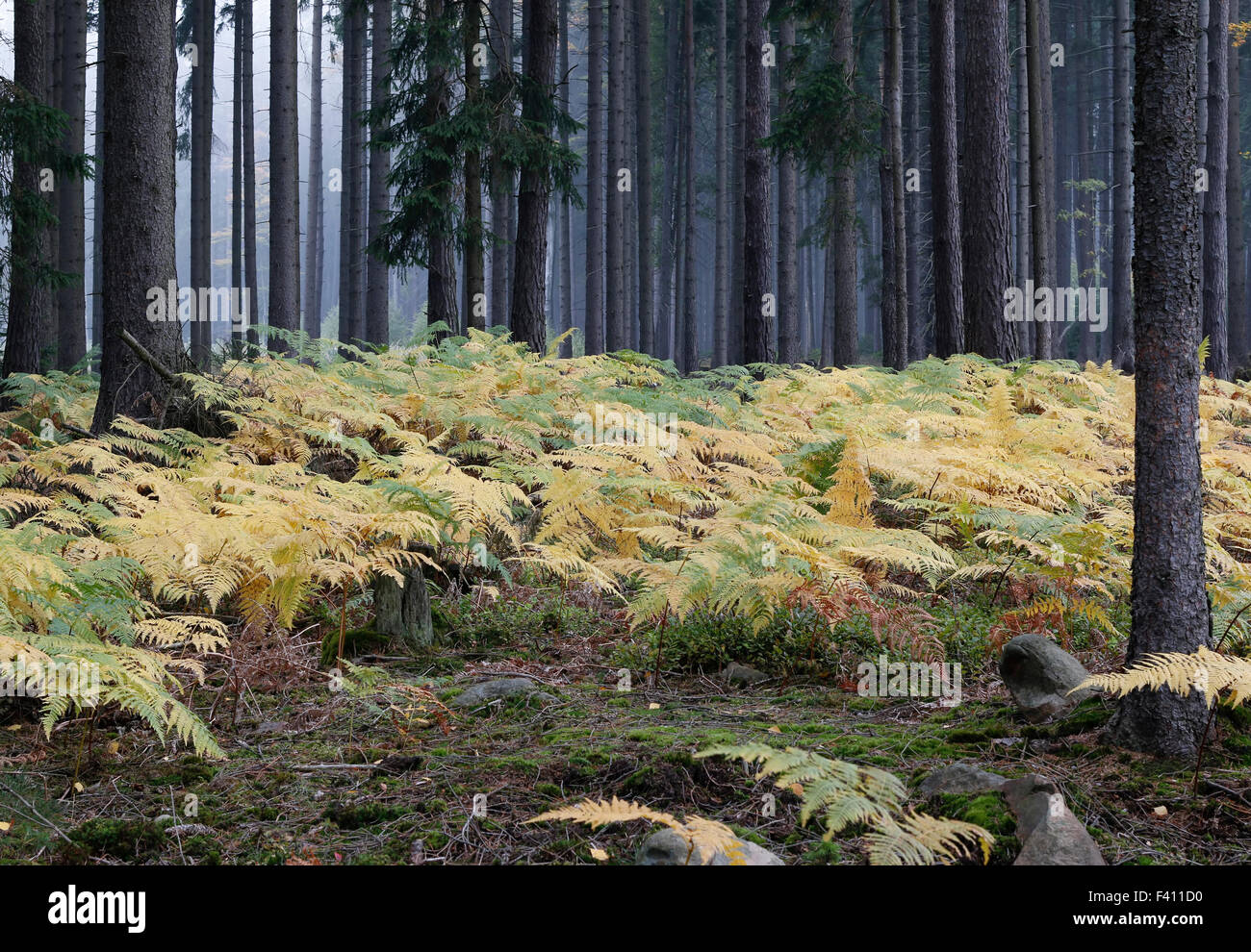 Nebel im Wald mit Farnen Stockfoto