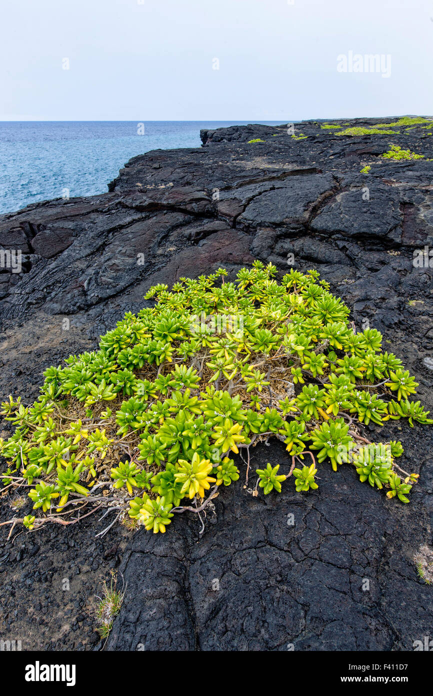 Naupaka, Scaevola Sencea wächst aus Lava Rock, Hawaii Volcanoes National Park, Big Island, Hawaii, USA Stockfoto
