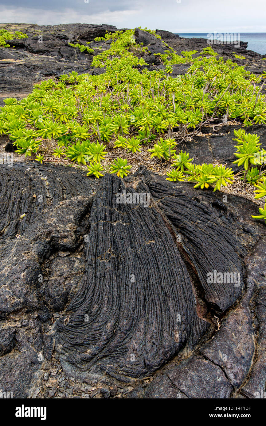 Naupaka, Scaevola Sencea wächst aus Lava Rock, Hawaii Volcanoes National Park, Big Island, Hawaii, USA Stockfoto