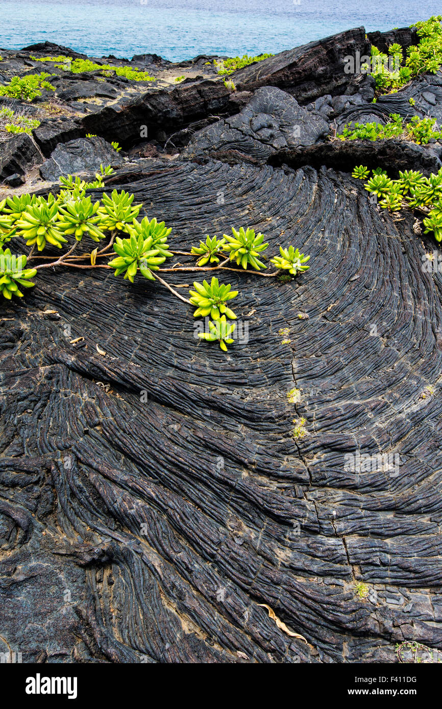 Naupaka, Scaevola Sencea wächst aus Lava Rock, Hawaii Volcanoes National Park, Big Island, Hawaii, USA Stockfoto