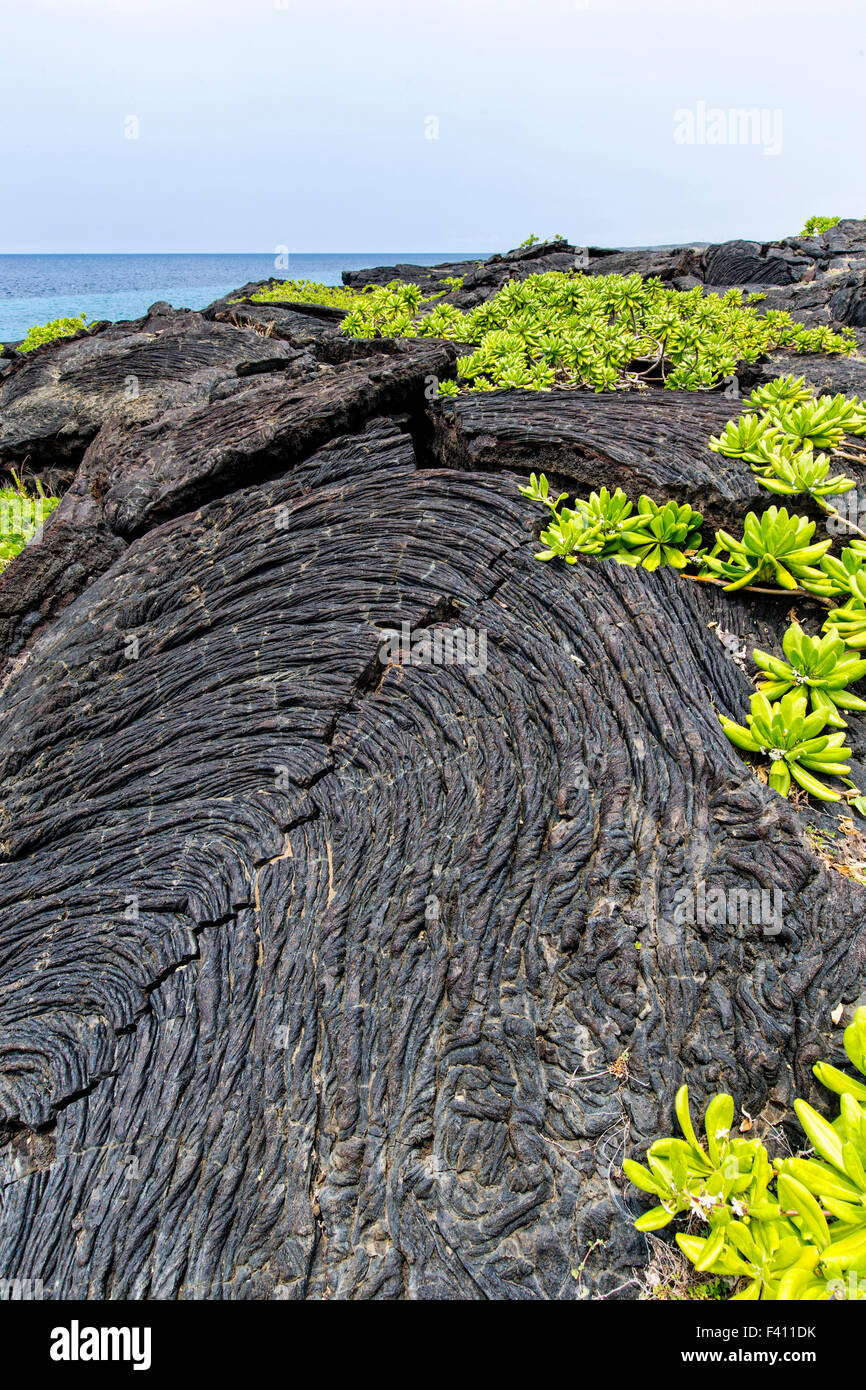 Naupaka, Scaevola Sencea wächst aus Lava Rock, Hawaii Volcanoes National Park, Big Island, Hawaii, USA Stockfoto