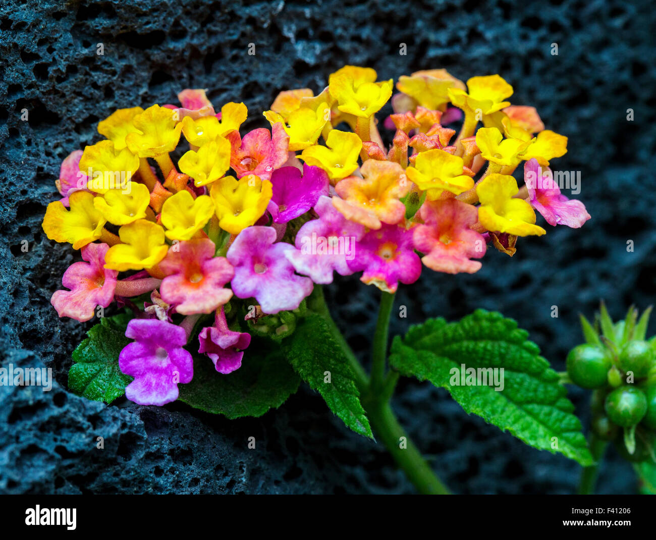 Lantana Camara, große Salbei, Hawai ' i Volcanoes National Park, Big Island, Hawaii, USA Stockfoto