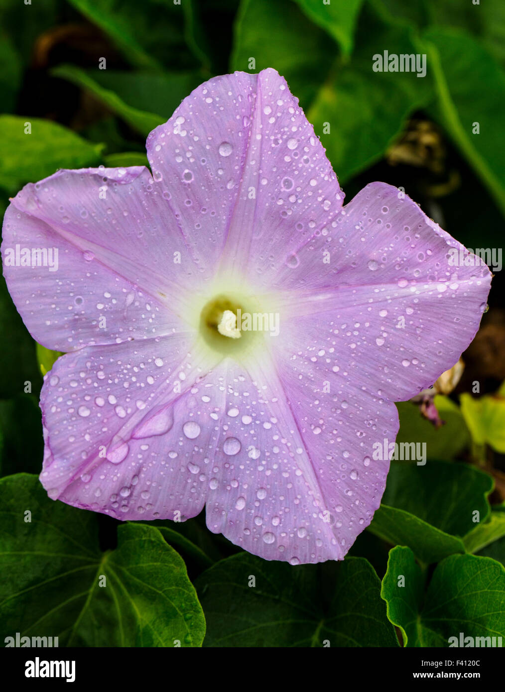 Frische Regentropfen, Morning Glory, Ipomoea; Hawaii Volcanoes National Park, Big Island, Hawaii, USA Stockfoto