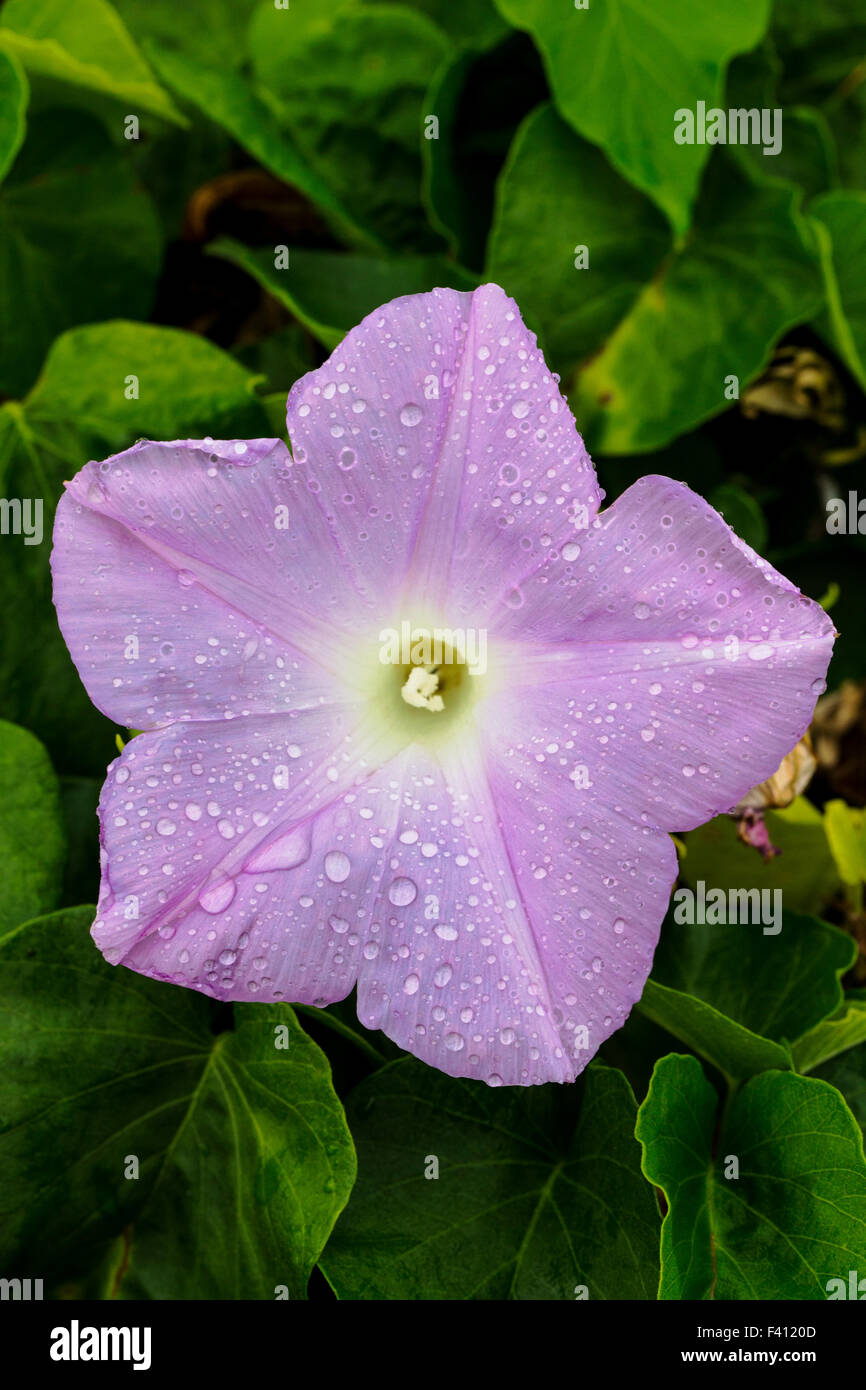 Frische Regentropfen, Morning Glory, Ipomoea; Hawaii Volcanoes National Park, Big Island, Hawaii, USA Stockfoto