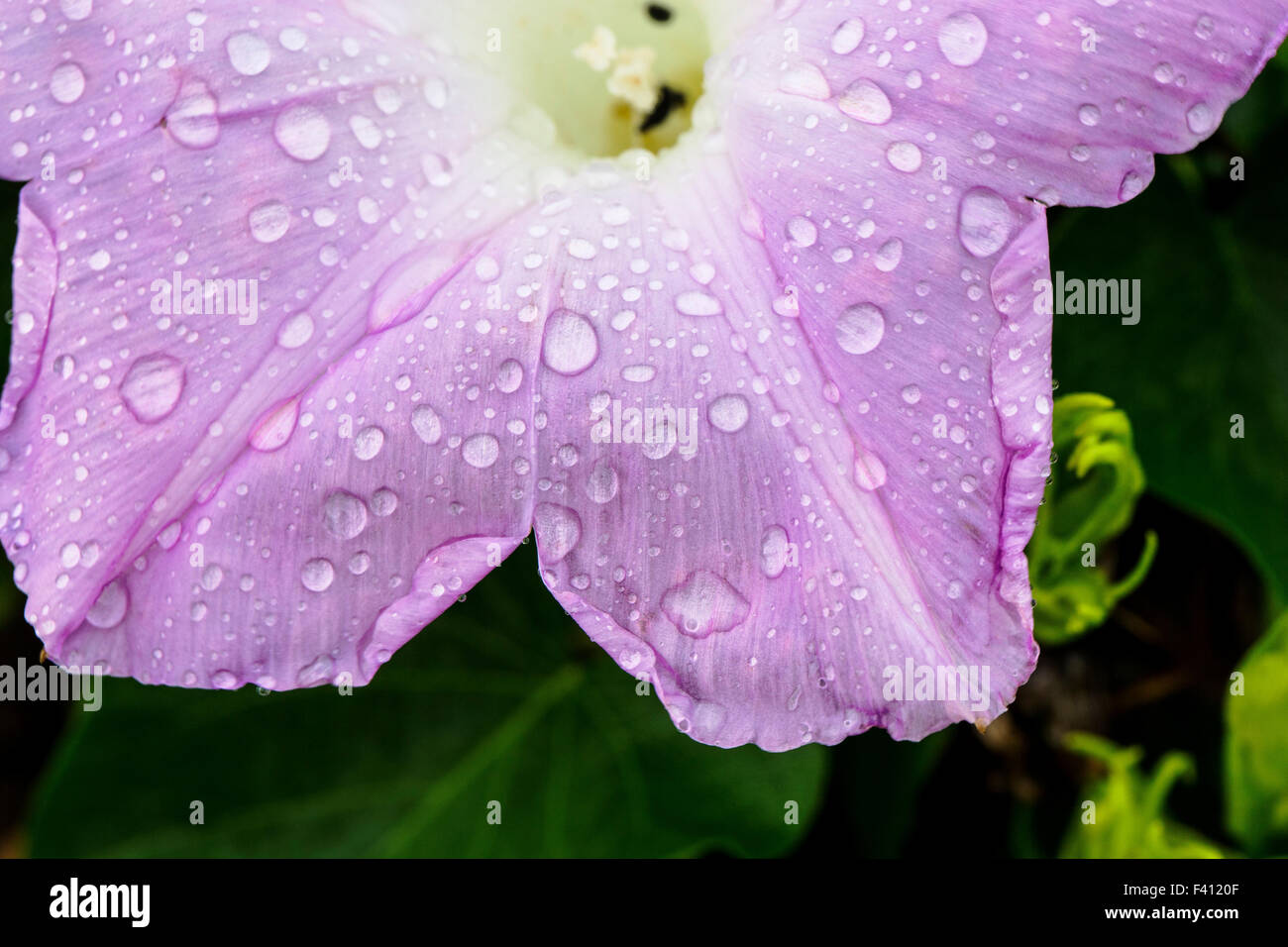 Frische Regentropfen, Morning Glory, Ipomoea; Hawaii Volcanoes National Park, Big Island, Hawaii, USA Stockfoto