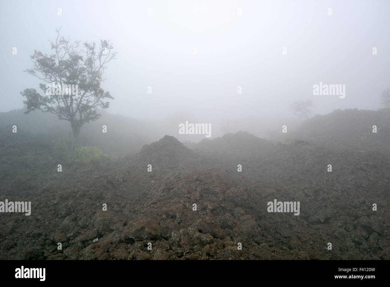 Nebligen Blick auf Felsen Lavafelder & Bäume in der Nähe von Mauna Loa Road, Hawai ' i Volcanoes National Park, Big Island, Hawaii, USA Stockfoto