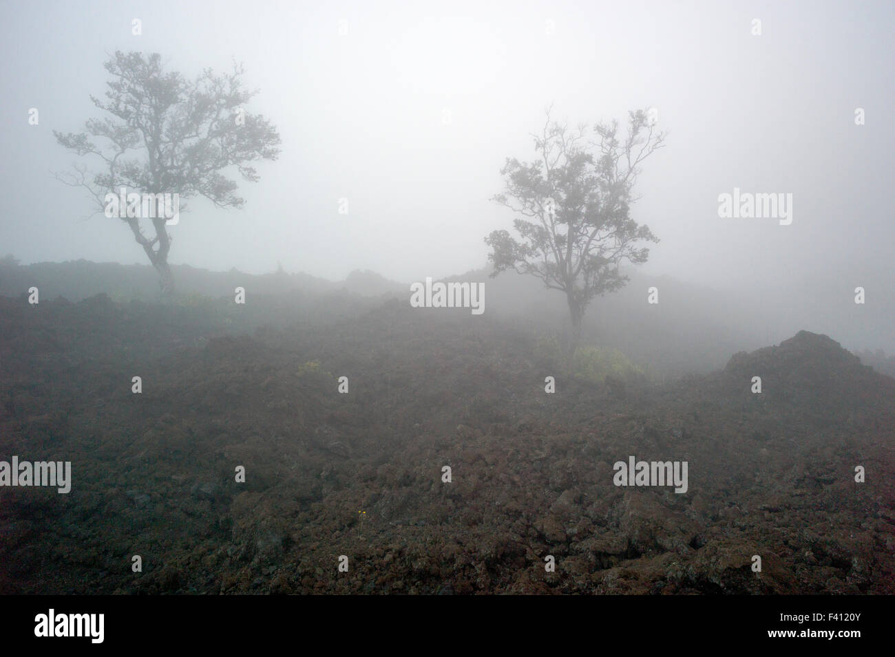 Nebligen Blick auf Felsen Lavafelder & Bäume in der Nähe von Mauna Loa Road, Hawai ' i Volcanoes National Park, Big Island, Hawaii, USA Stockfoto