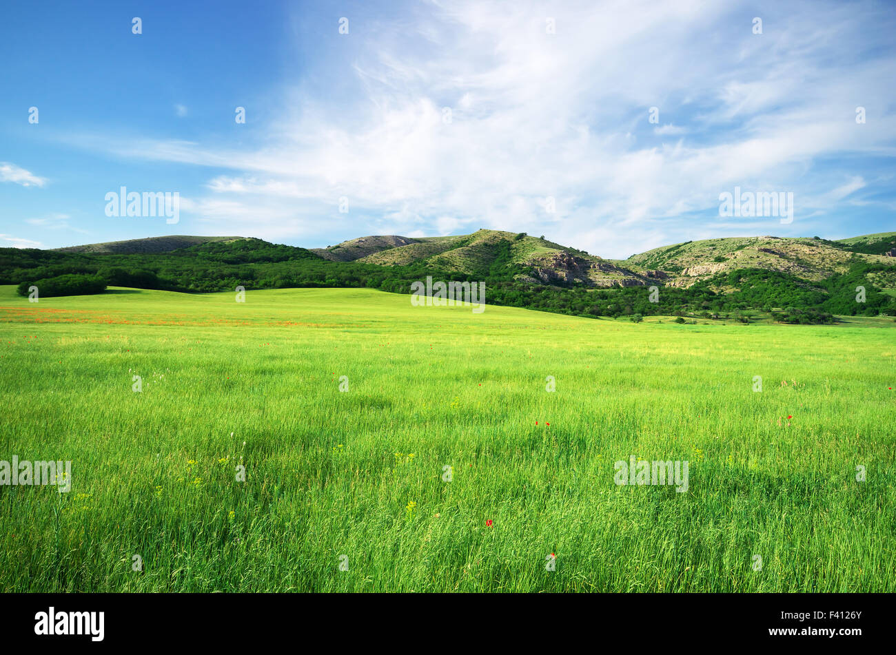 Grünen Wiese im Berg. Zusammensetzung der Natur. Stockfoto