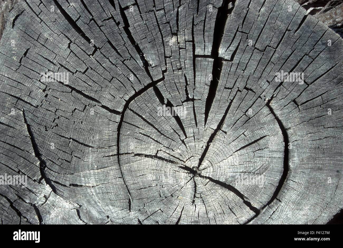 Eiche; Baum-Scheibe; eiszeitliche Relikt; Mooreiche; Stockfoto