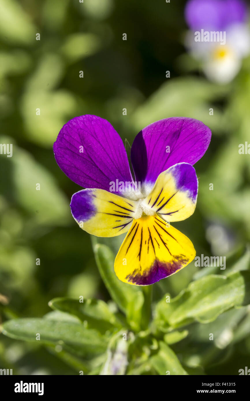 Viola Tricolor, Stiefmütterchen, Leichtigkeit des Herzens Stockfoto