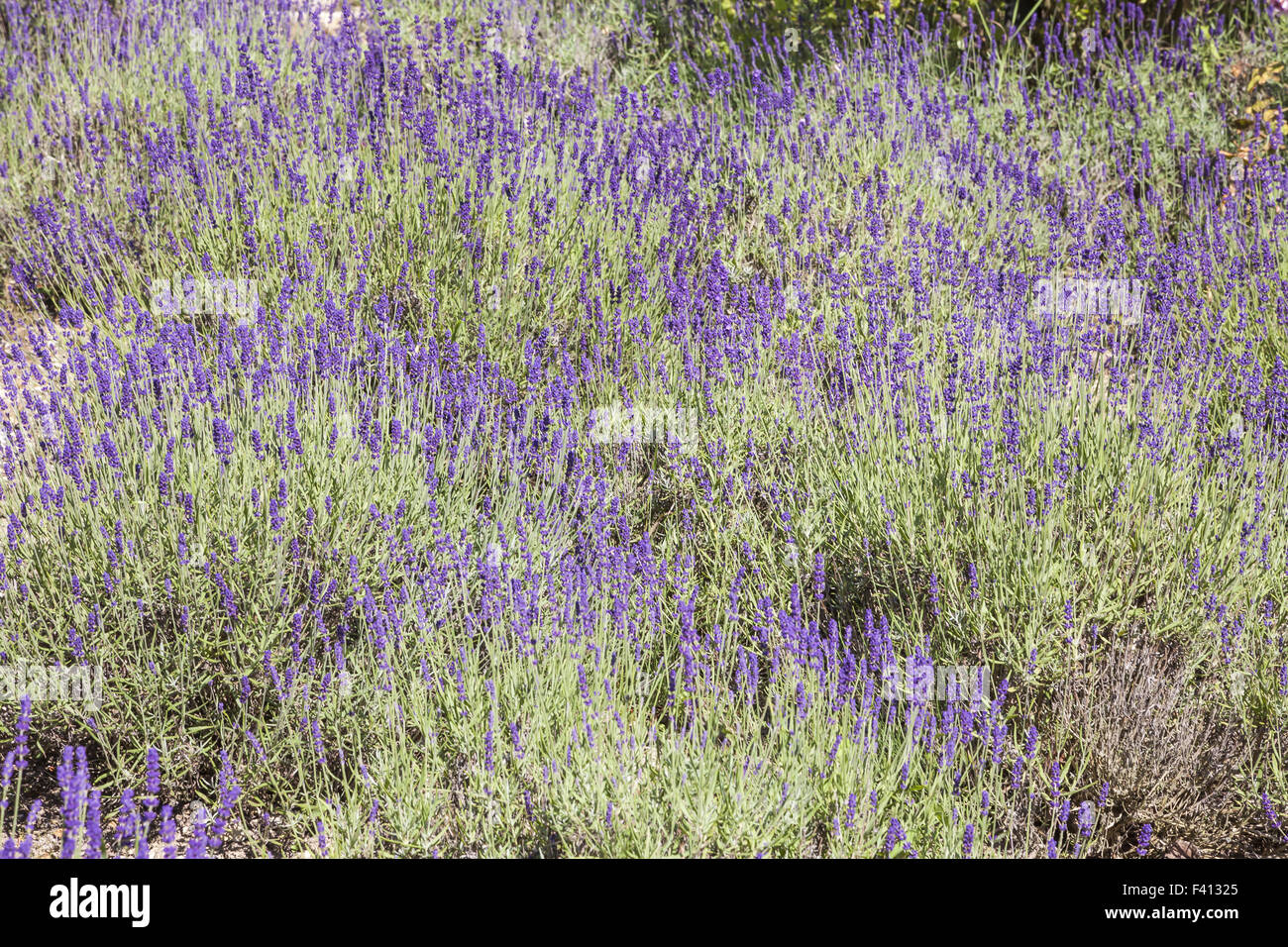 Lavandula Angustifolia, gemeinsame Lavendel Stockfoto