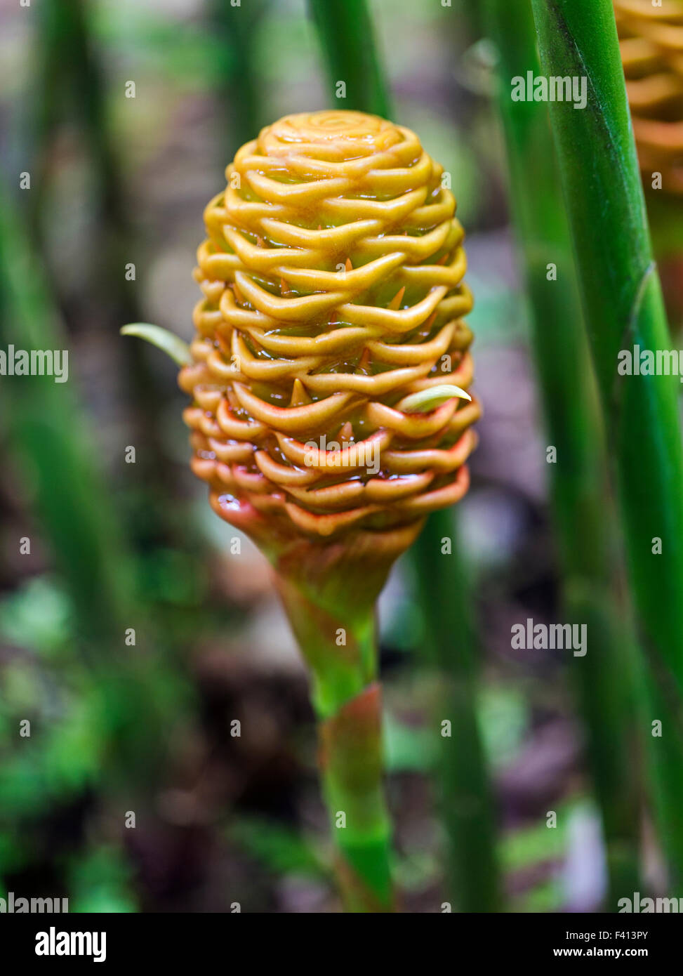 Wildblumen, frühen Golden; Bienenstock Ingwer; Zingiber Spectabile; Naturschutzgebiet Zingiberaceae, Hawaii Tropical Botanical Garden Stockfoto