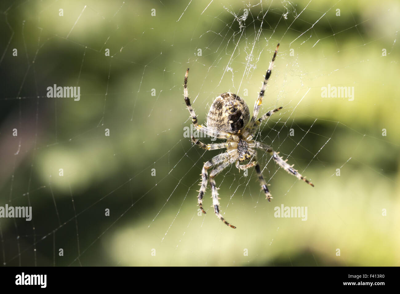 Araneus Diadematus, Europäische Kreuzspinne Stockfoto