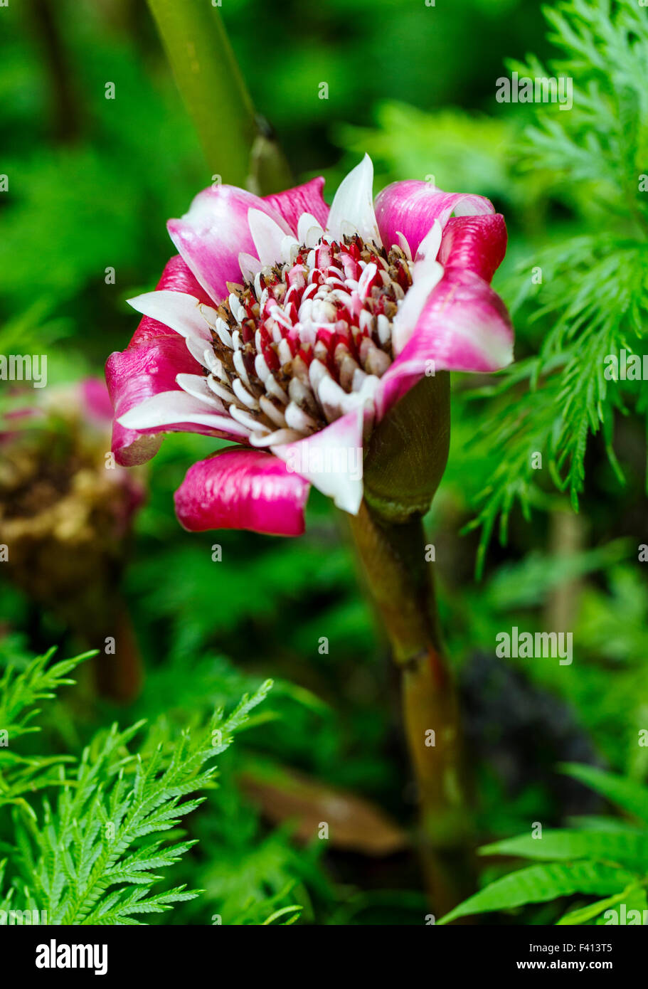 Malaiische Rose; Etlingera Venusta; Zingiberacea; Hawaii Tropical Botanical Garden Naturschutzgebiet; Big Island, Hawaii, USA Stockfoto